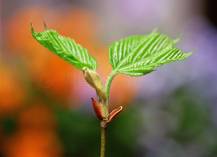出生开花植物分支棕色的芽萌芽特写镜头细节植物群毛茸茸的模糊绿色的