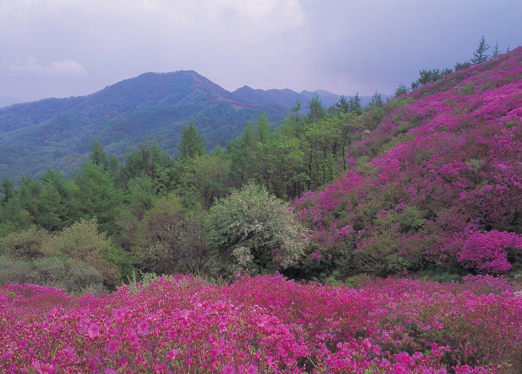 山花杜鹃花山树自然风景风景户外绿色紫色水平无人彩