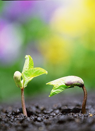 春天萌芽小清新海报宣传可爱绿色植物卡通春季发芽保护幼苗春天萌芽
