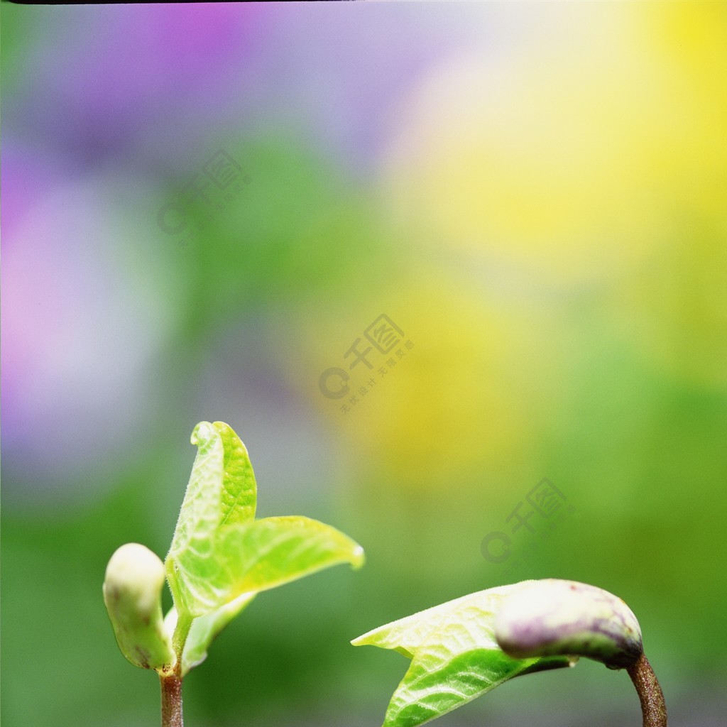 初生萌芽植物春天破土生長