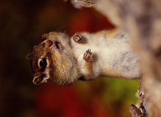 自然动物哺乳动物松鼠野生动物森林模糊特写棕色可爱小胡子户外白天彩色图像垂直无人自然之美选择性聚焦聚焦前景小可爱前视图头向后