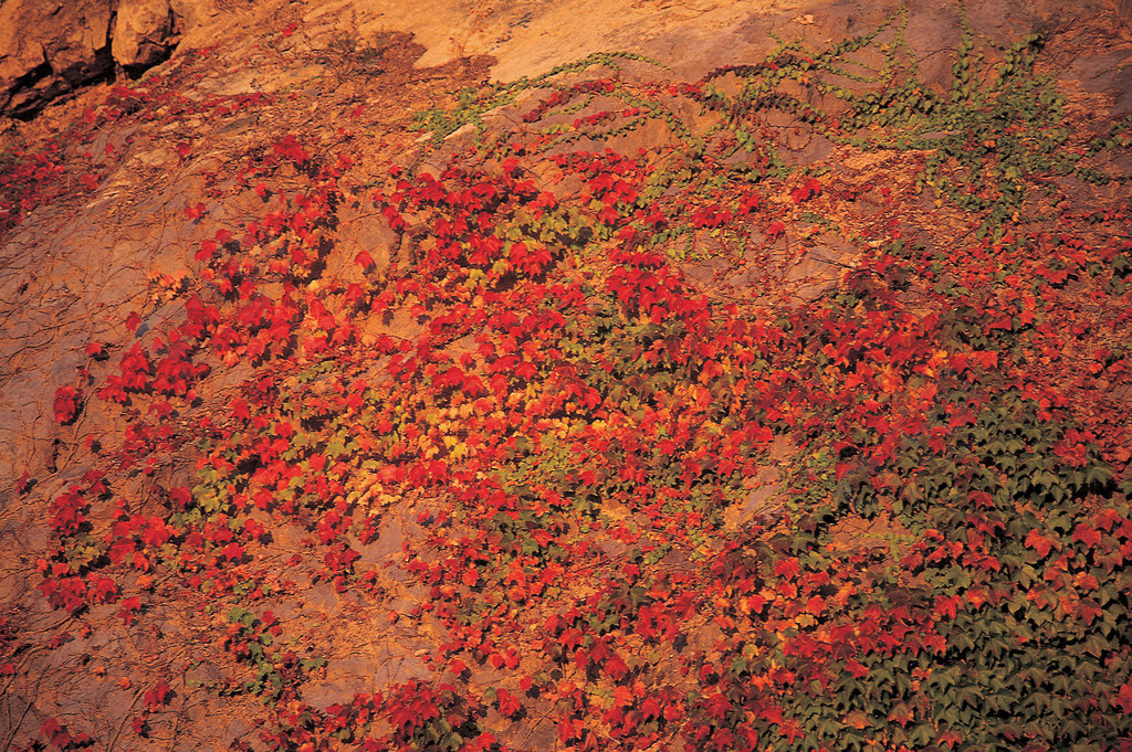 大自然戶外白天樹木野地山水山川紅黃樹葉無人自然之美彩色圖像光刻