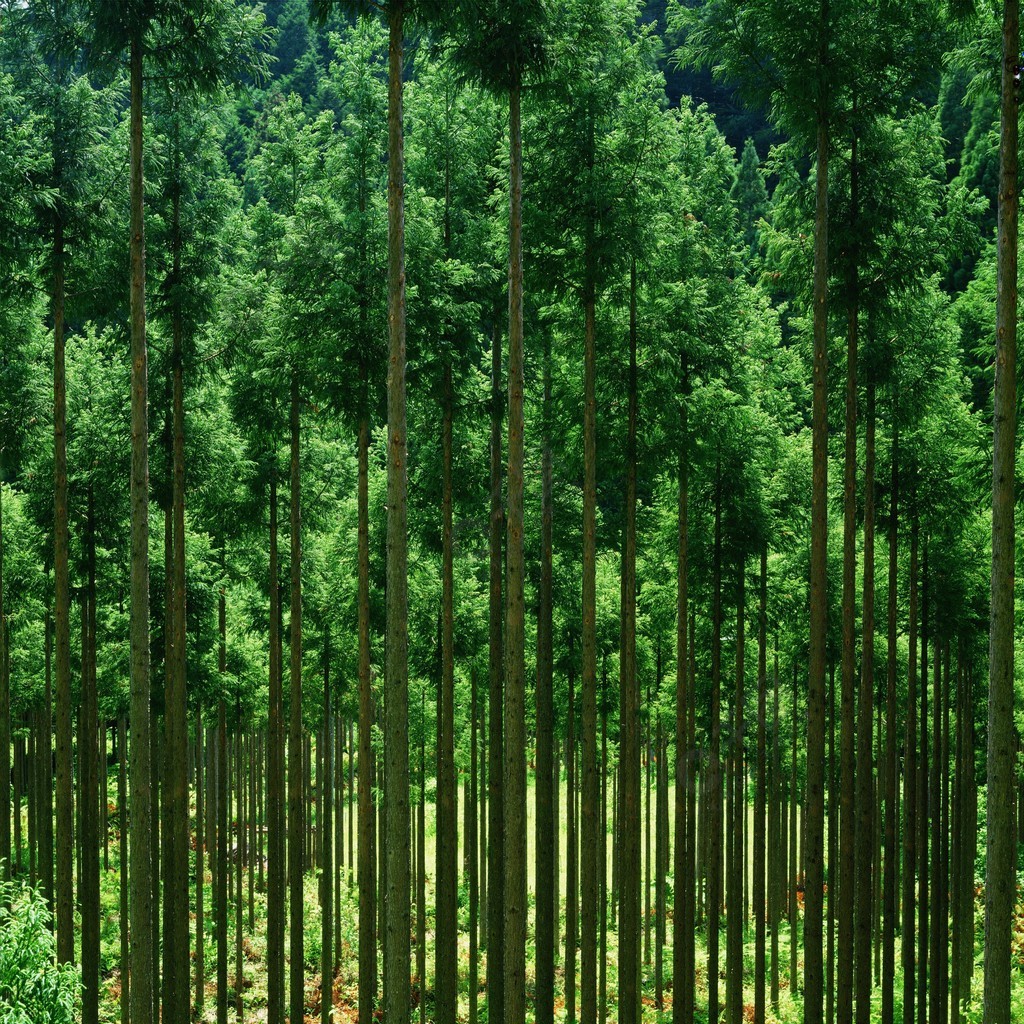 環境森林綠色的景觀旅遊樹谷木材室外白天彩色圖像垂直無人自然美無人