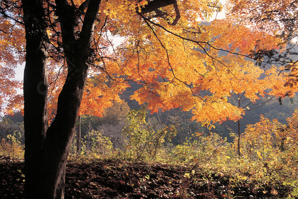 大自然戶外白天樹木野地山水山川紅黃樹葉無人自然之美彩色圖像光刻