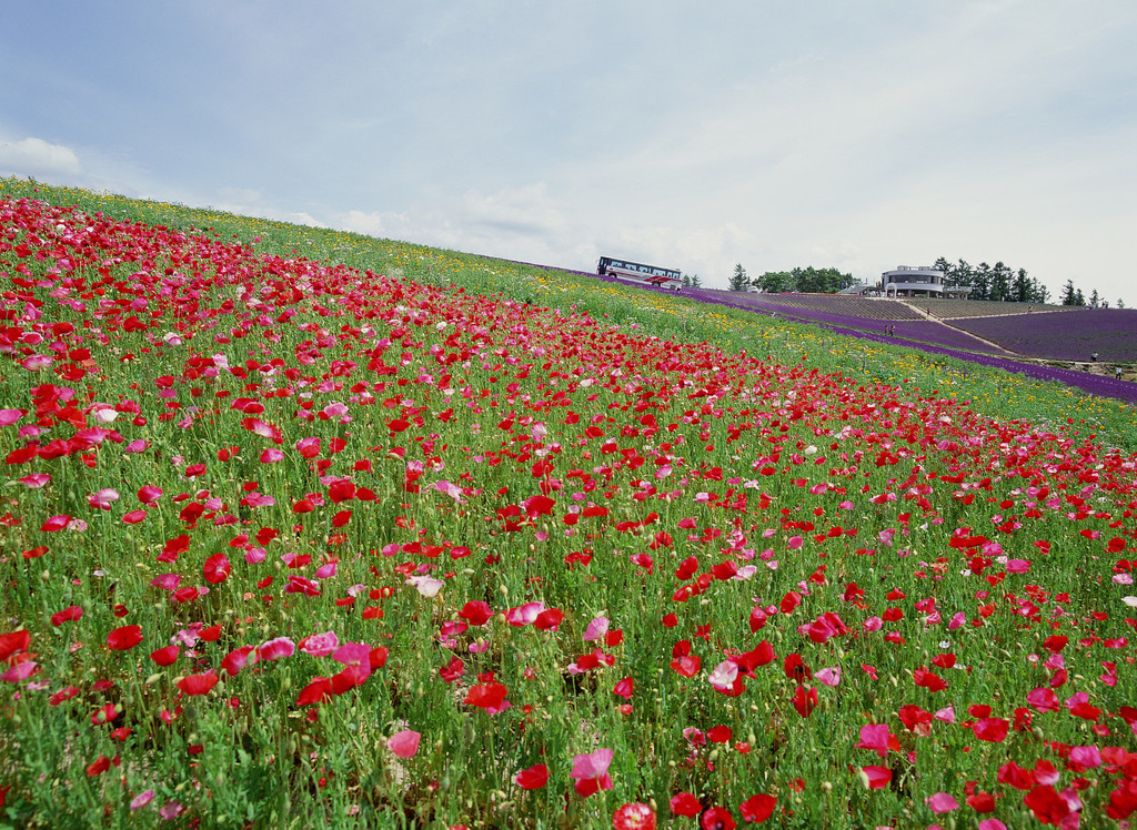 花背景明亮的色彩鲜艳有趣的景观自然户外漂亮风景野生的草田野没有人