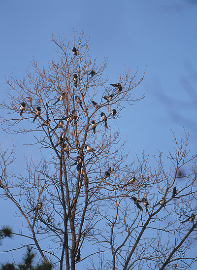 00树天空森林自然喜鹊冬天蓝色棕色蓝色鸟类010一只喜鹊栖息在自然