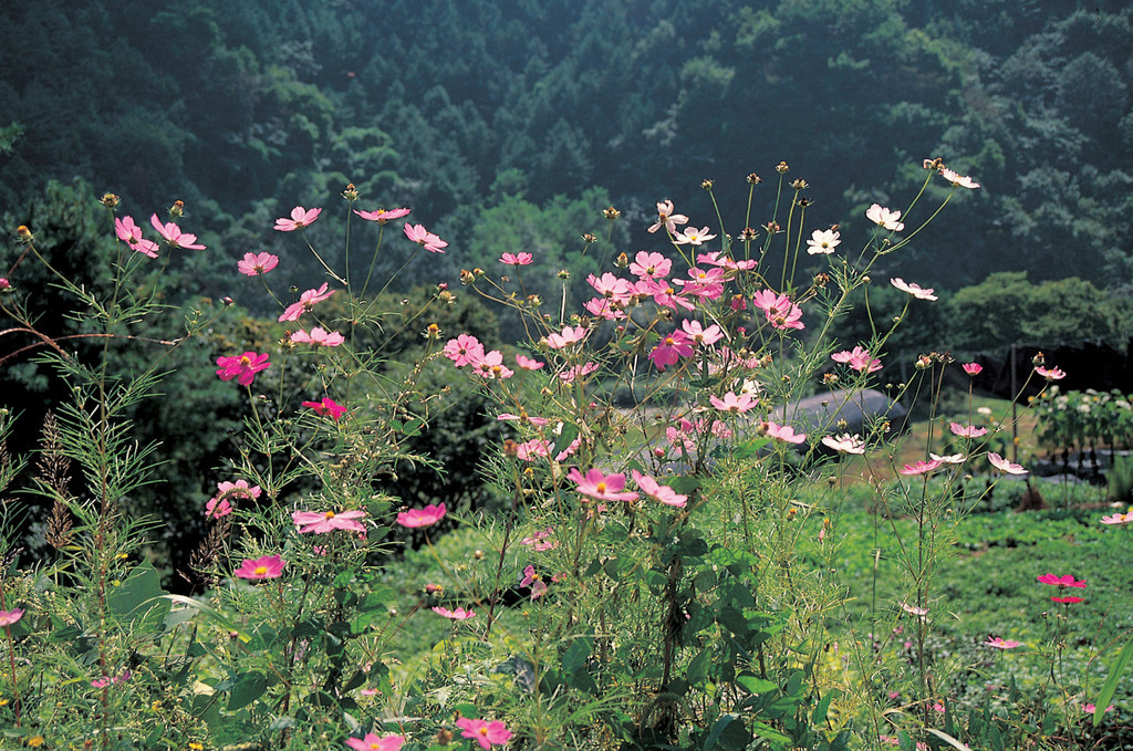 大自然野生花卉戶外鮮花盛開花朵花瓣白天風景宇宙水平無人彩色圖像