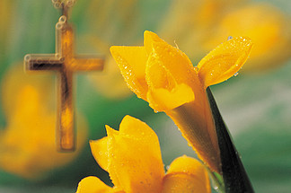 基督教赞美主花朵图片图片