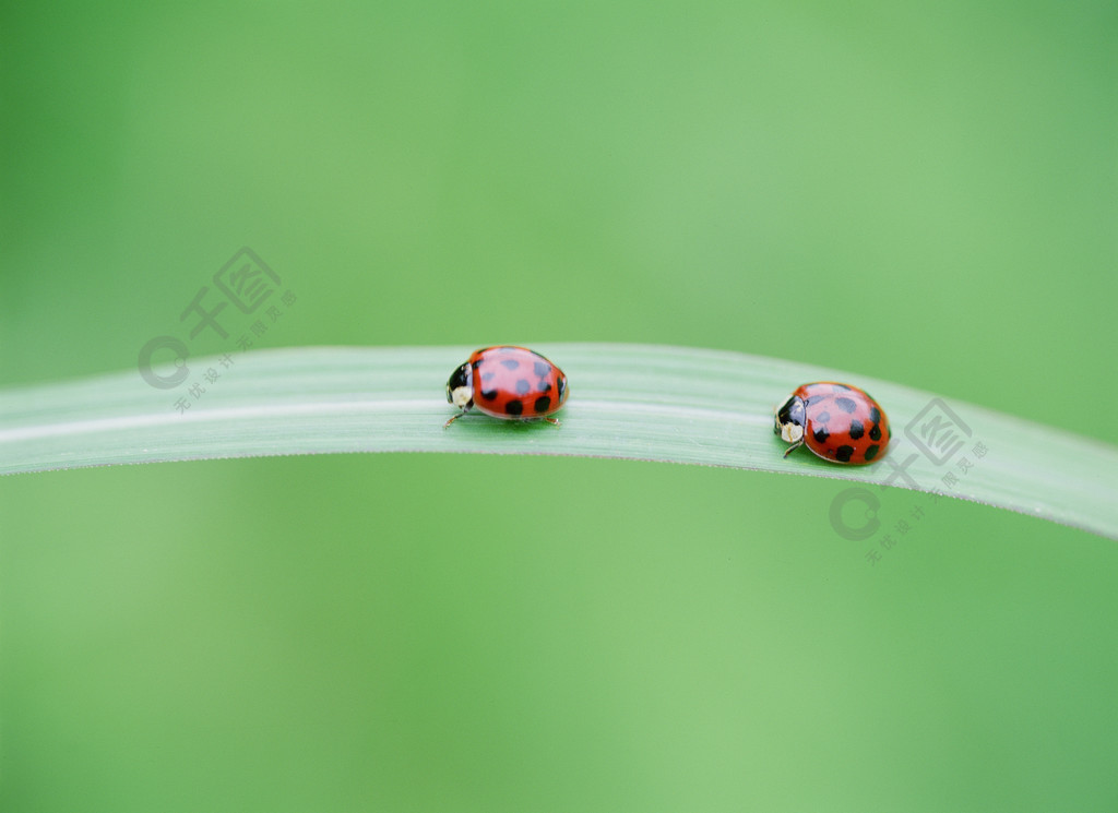 瓢虫瓢虫树叶昆虫虫子昆虫茎甲虫花蜜斑点自然无人水平摄影彩色图像