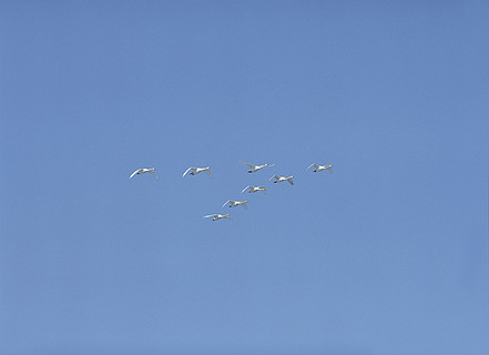 鳥涉水鳥水鳥飛翔飛翔天空鶴野生動物翅膀翅膀羽毛海鷗野鳥風箏天空黑