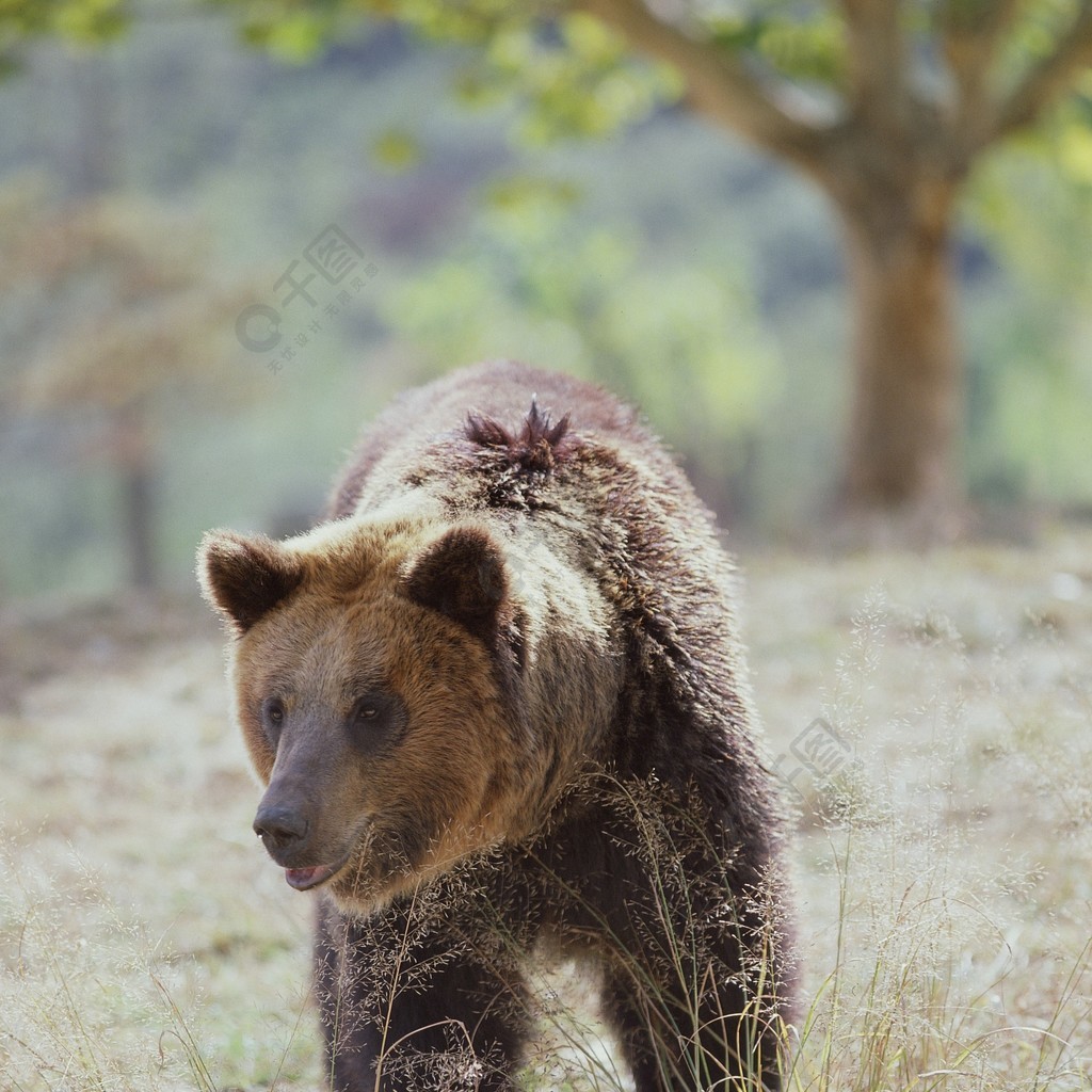 自然動物哺乳動物棕色熊野生灰熊草地熊類草地熊類草地熊類草野生動物