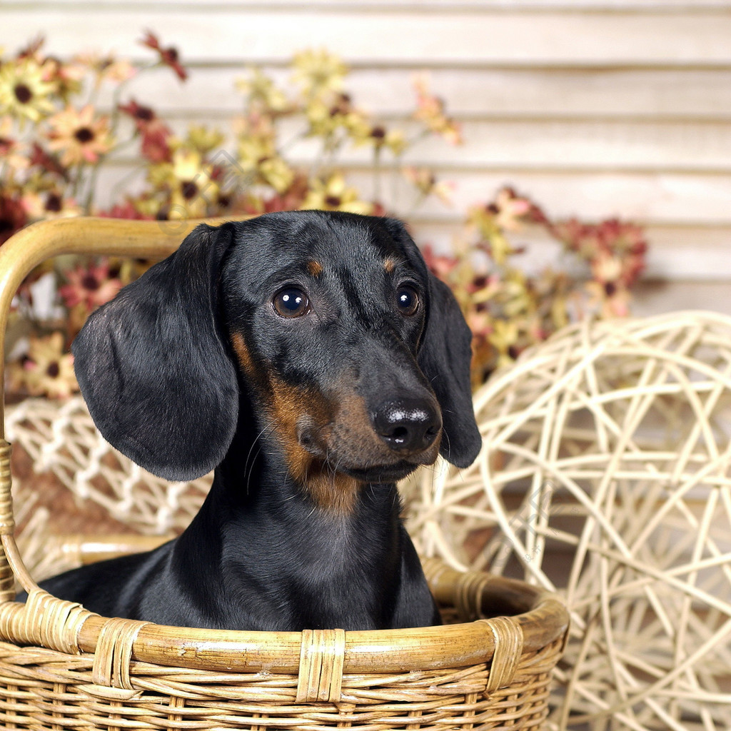 獵犬狗籃子獵狗寵物犬布朗監督柳條品種國內集裝箱寵物犬影響黑色動物