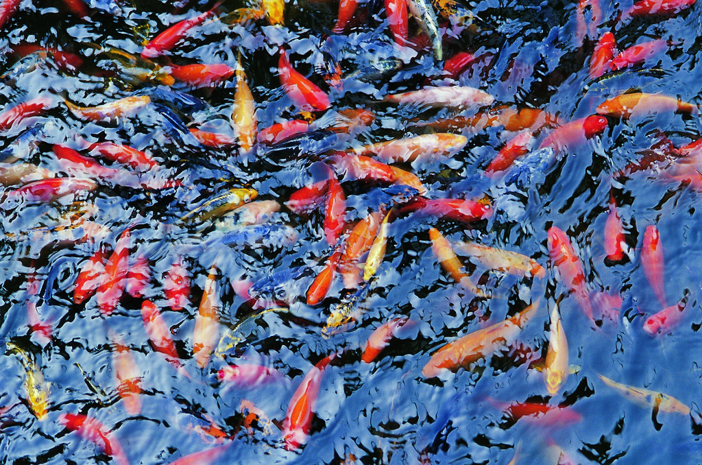 秋树泳鱼图片