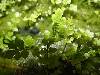 常見的浮萍水草水生植物 i>維 /i>管植物植物葉鮮 i>密 /i>草本園林