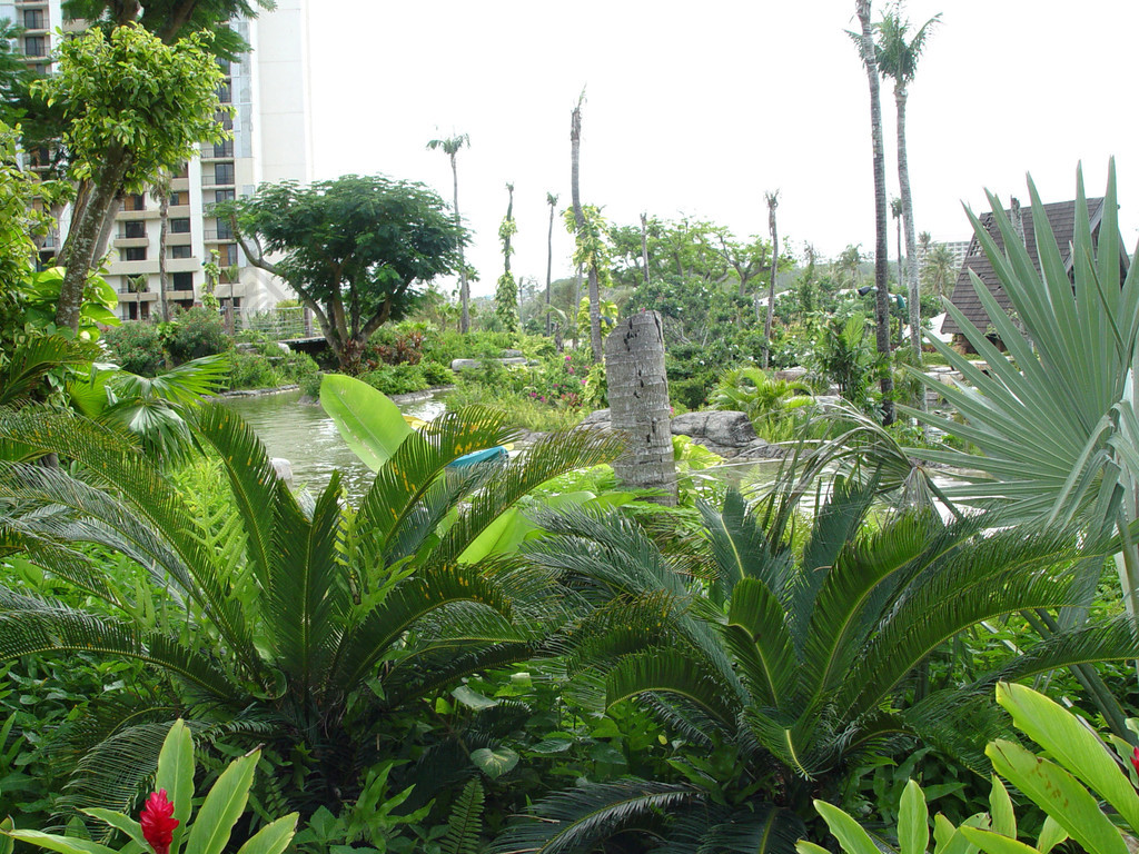 子植物种子植物维管植物植物热带树棕榈旅游树木花园天空森林户外景观