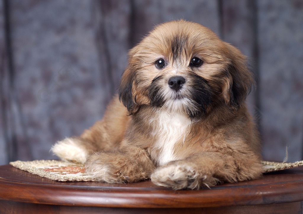 梗狗獵犬犬寵物小狗可愛家畜國內可愛品種朋友皮毛純種寵物狗譜系肖像