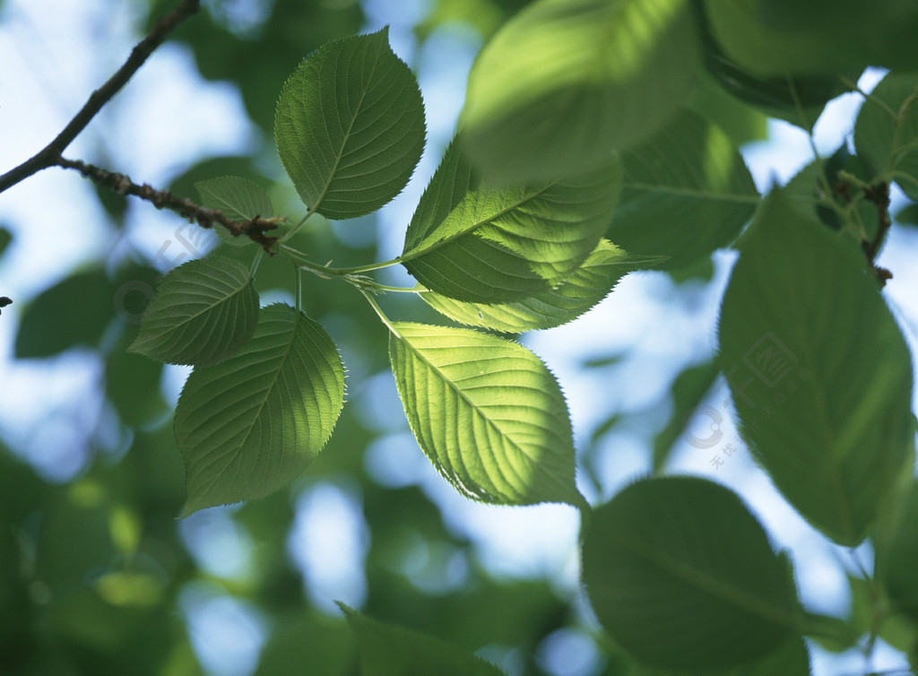 樹木木本植物植物葉片維管植物樹葉春天樹枝森林夏天環境生長樹葉天然