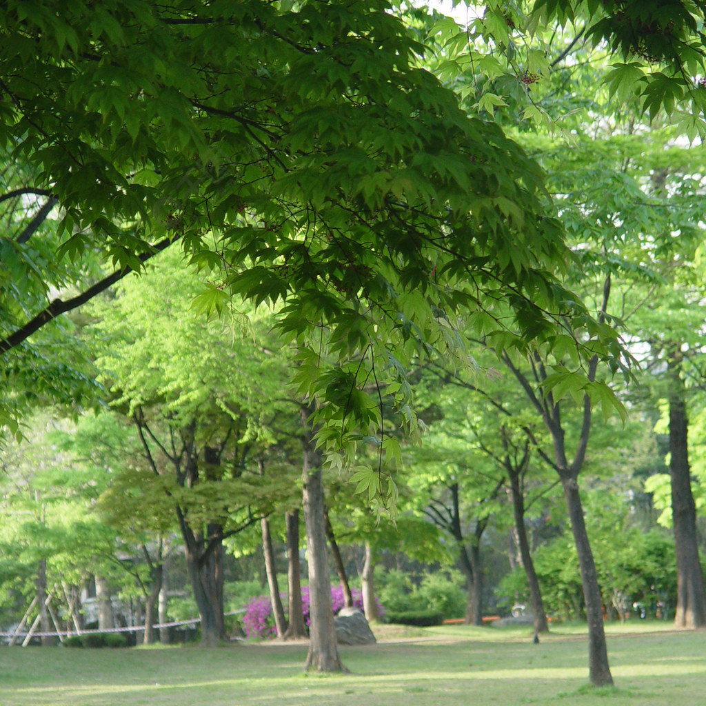 球躊然鄉村樹葉花園草坪樹葉景色樹林風景小徑白天鄉村草地樹林木材歐