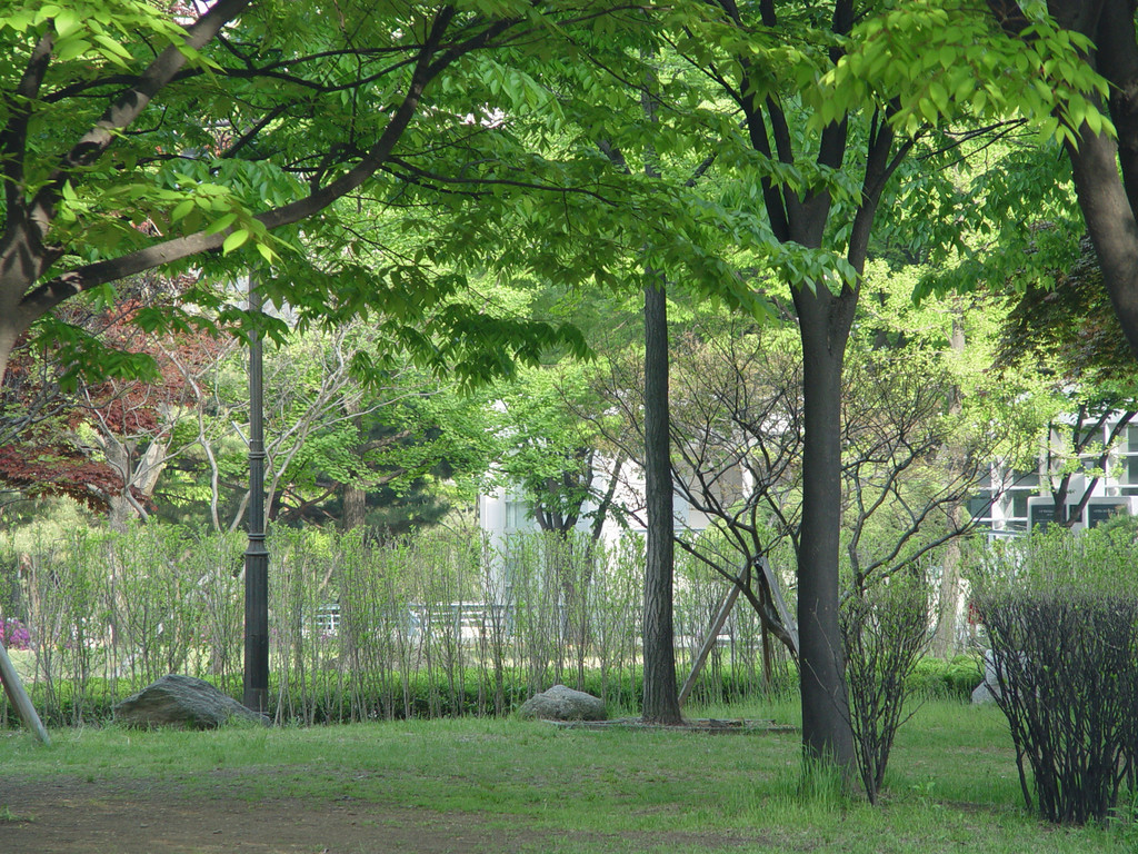 樹木本植物維管植物景觀草植物公園森林樹木夏天田野彈簧季節天空樹葉