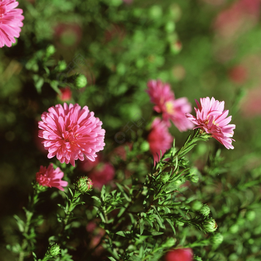 春天雛菊草本夏天植物灌木緊密生長開花顏色葉子天然木本植物紫菀鮮亮