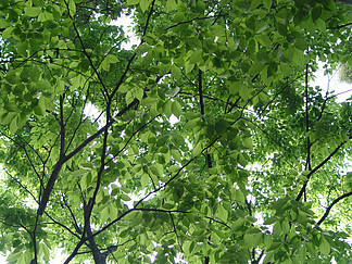 樹葉春天生長夏天公園季節環境明亮茂盛有毒的植物花園天然陽光戶外