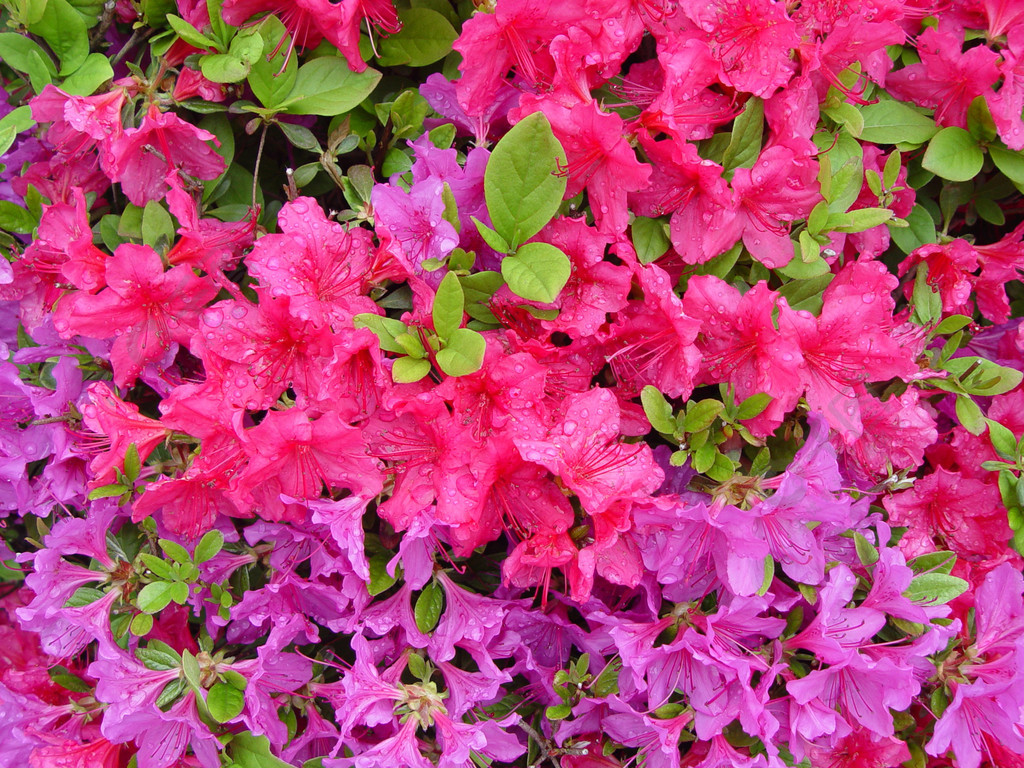 灌木木本植物杜鵑花維管植物粉紅色植物鮮花鮮花花花園花卉植物花葉簧