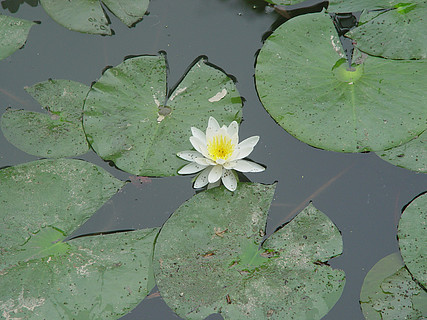 生植物叶花维管植物水常见的浮萍花花园浮萍夏天花池塘新鲜春天植物