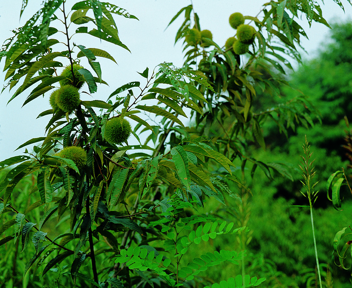 樹枝森林天堂樹幹風景農業510樹木木本植物維管植物植物慄樹棕櫚樹