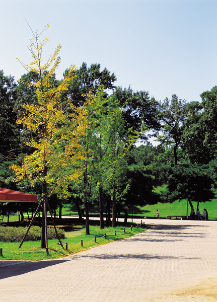 34樹木本植物維管植物植物秋天公園秋天景觀季節桂皮森林葉葉子樹樹葉