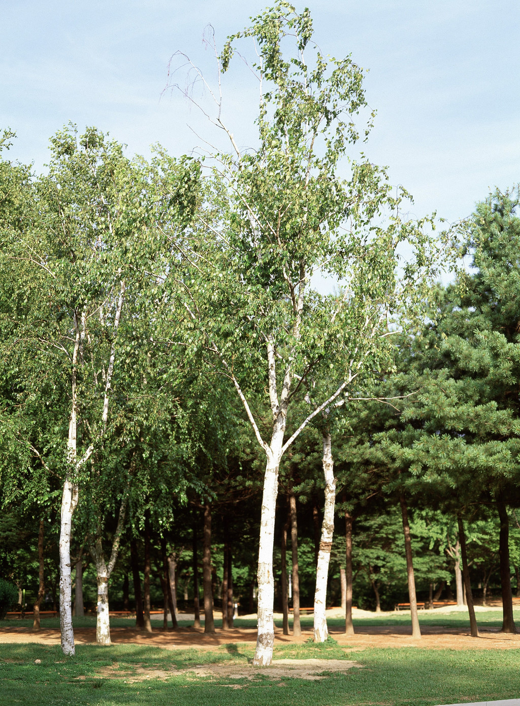 楊樹森林季節公園草地春天樺樹夏天木材樹葉戶外樹木桉樹環境樹枝戶外