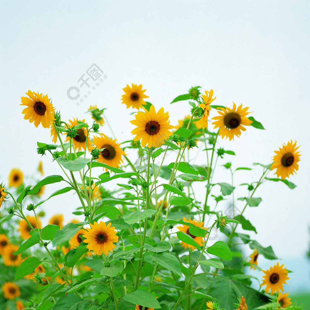 植物學農場充滿活力綻放花粉種簧自然開花顏色陽光植物鮮花花瓣洛杉磯