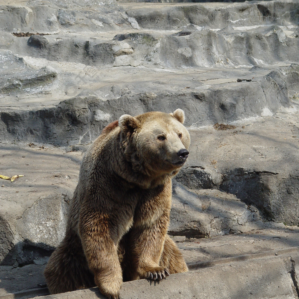 棕熊熊哺乳動物野生動物野生動物園毛皮動物布朗水捕食者極性哺乳動物