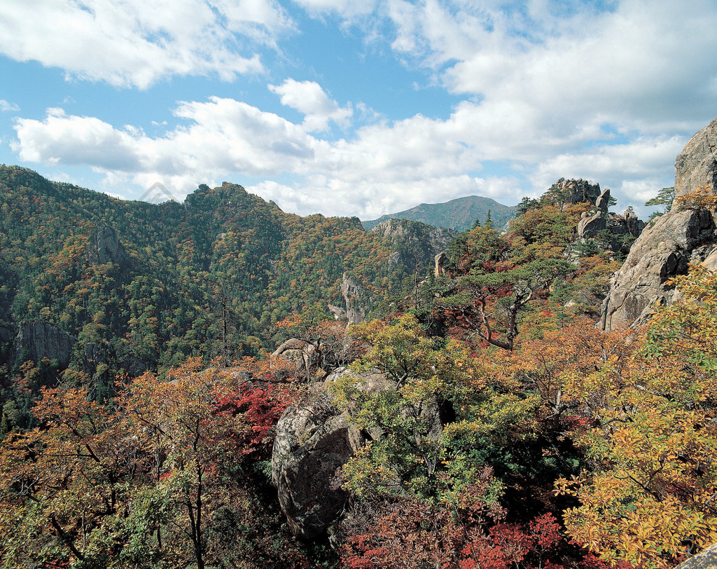 樹風景山荒野木本植物森林秋天天空秋天維管植物公園樹木山脈峽谷植物