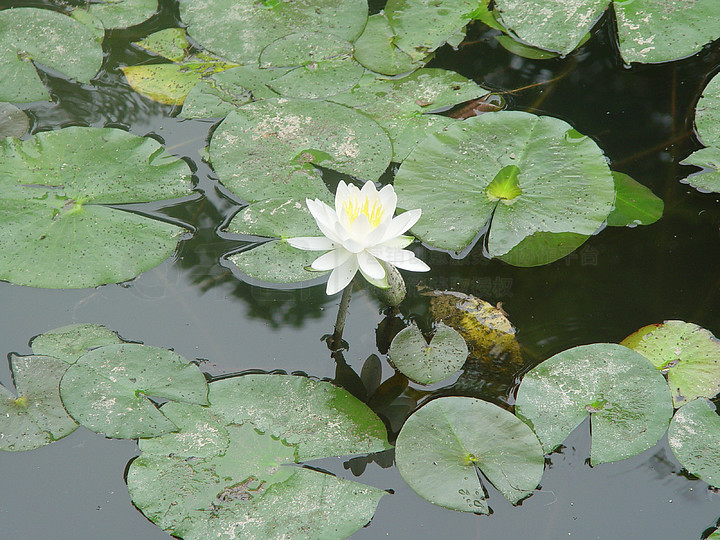 春天夏天花瓣植物水生水花池塘百合天然盛开叶子花瓣湖近莲花鲜草水冠