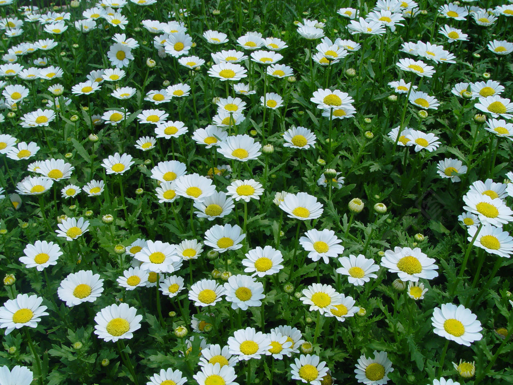 草維管植物植物雛菊花開花草甸彈簧夏天花園花瓣洋甘菊草花花卉花朵