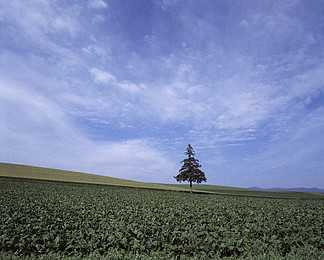 農村旅遊農業收穫山公園平原作物糧食風景農田風景場景隨風倒 i>f /i>