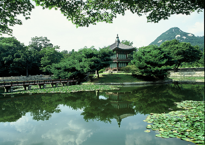 樹木木本植物維管植物景觀道路植物森林小徑鄉村公園天空草地風景夏天