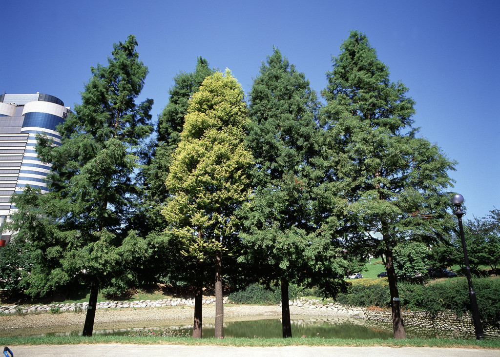 橡樹環境農村木材分支在戶外陽光公園農村戶外雲樹幹草甸樹葉風景自然