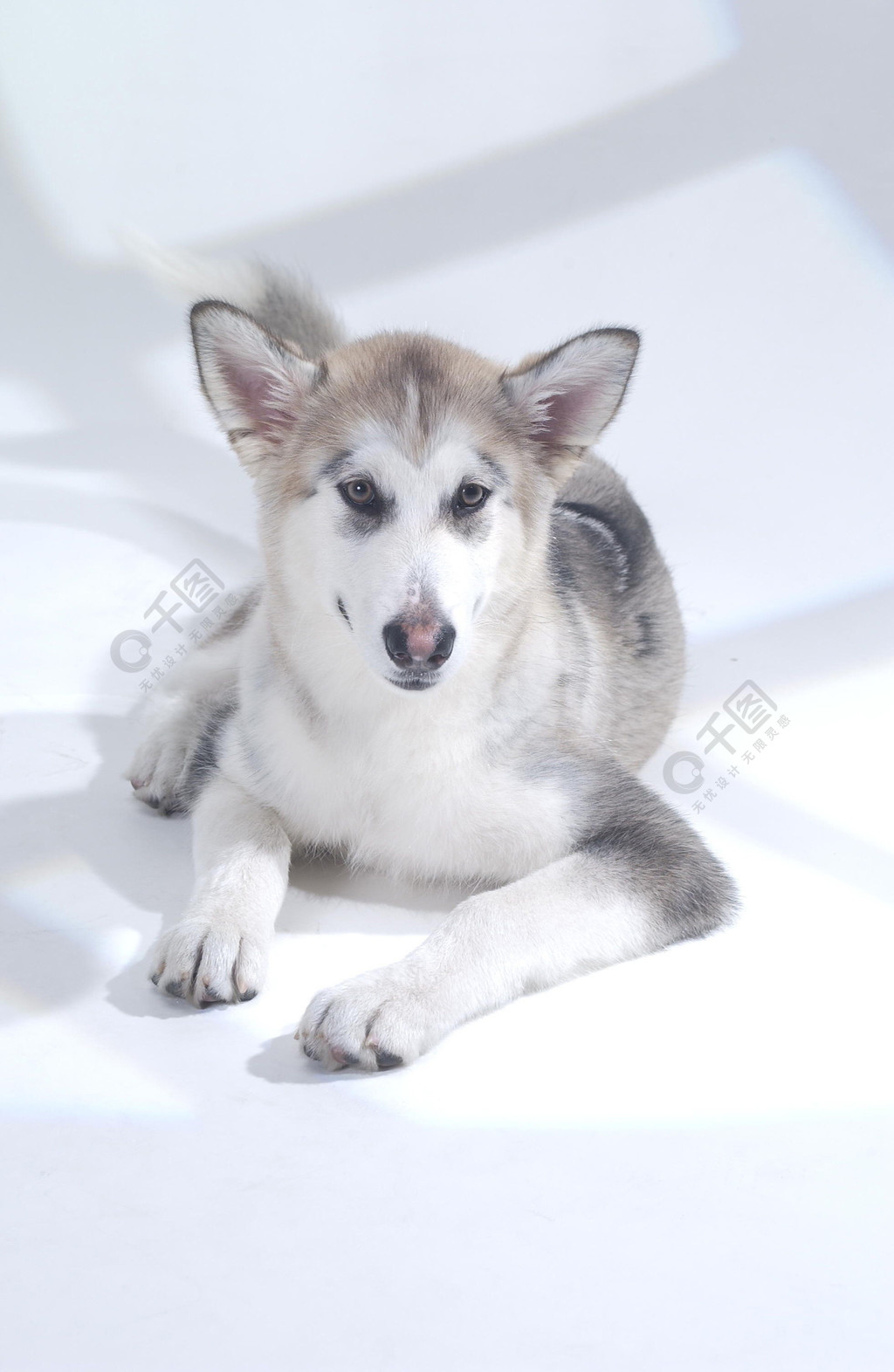 狗狗寵物家養動物毛皮品種可愛小狗寵物純種雪橇犬純種肖像朋友可愛