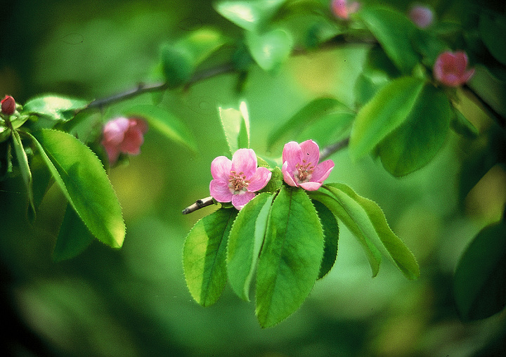 植物木本植物維管植物花灌木花花瓣樹葉樹木花園灌木三葉草粉色草本