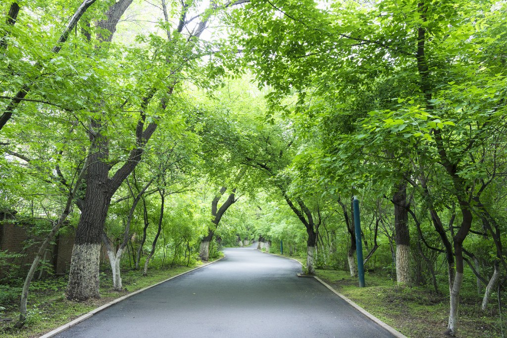 夏日绿荫下的道路