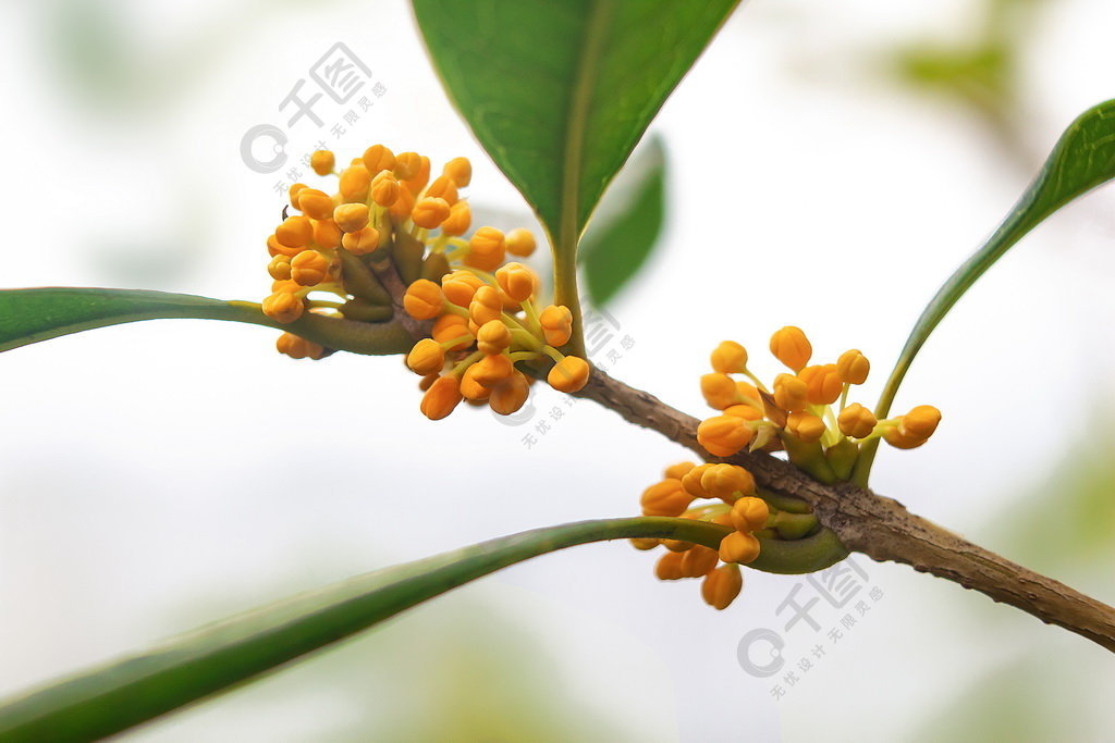 桂花花苞的样子图片