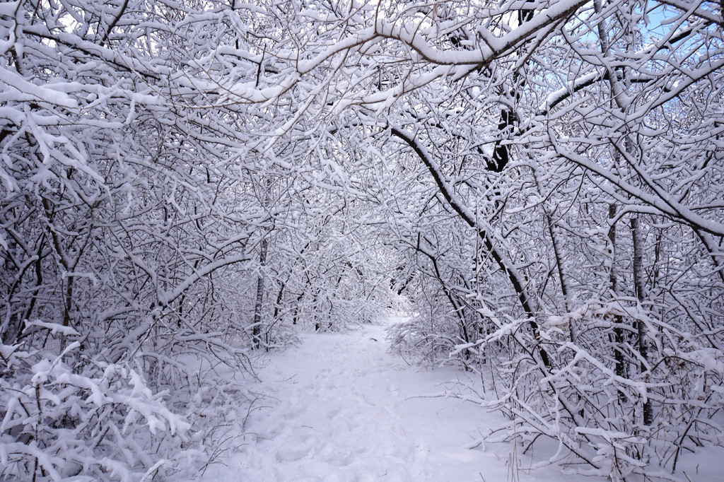 冬天森林雪景攝影圖