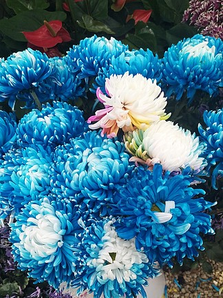 蓝色非洲菊花语图片