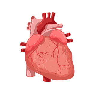 手繪人體器官心臟醫學身體構造
