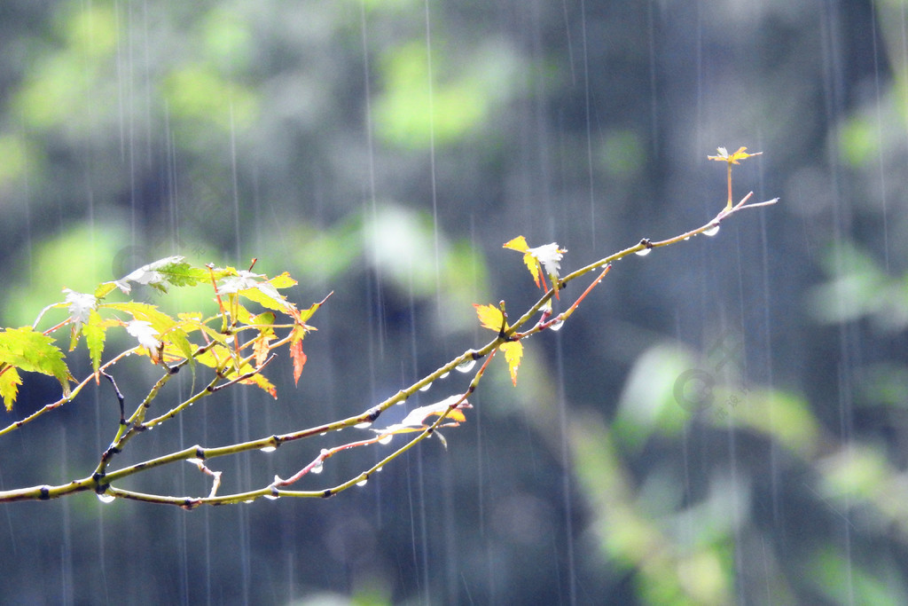 節氣雨水雨滴下雨雨天攝影圖