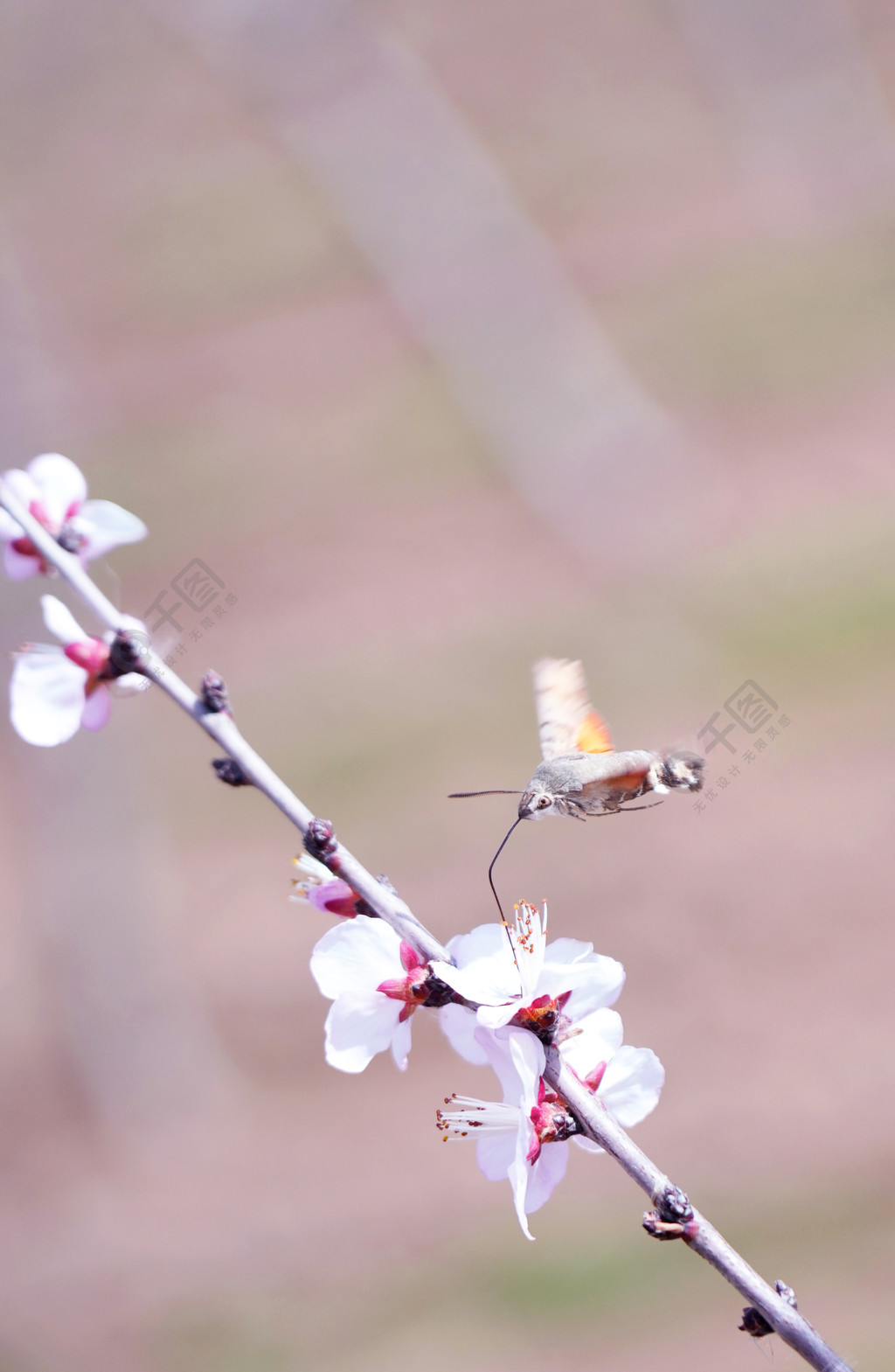 春天自然風景桃花花枝