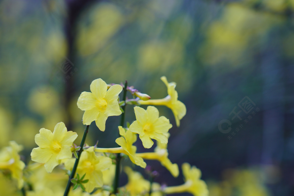 春天自然風景迎春花花枝