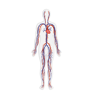 人體經絡圖醫學人體結構血管圖案