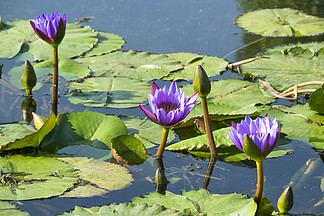 花卉摄影素材湖里的紫色睡莲